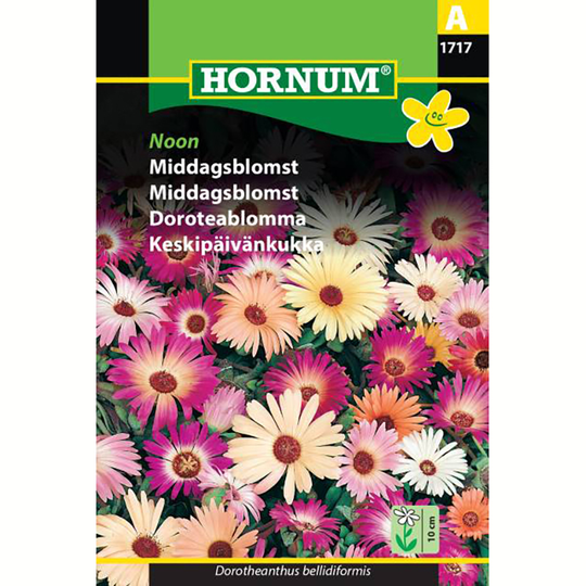 Doroteablomma 'Noon'