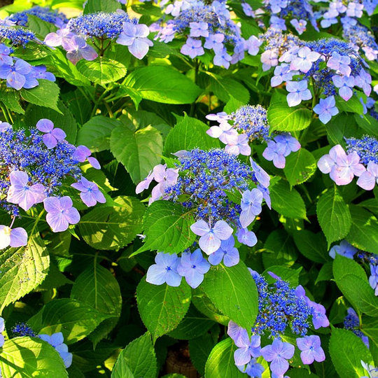 Purpurhortensia 'Bluebird'