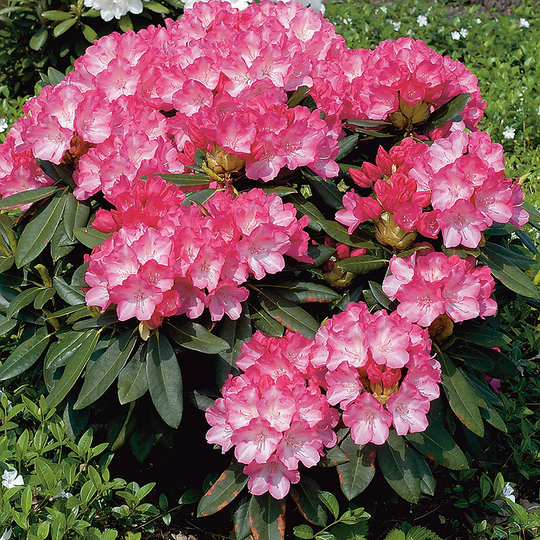 Rhododendron 'Fantastica'