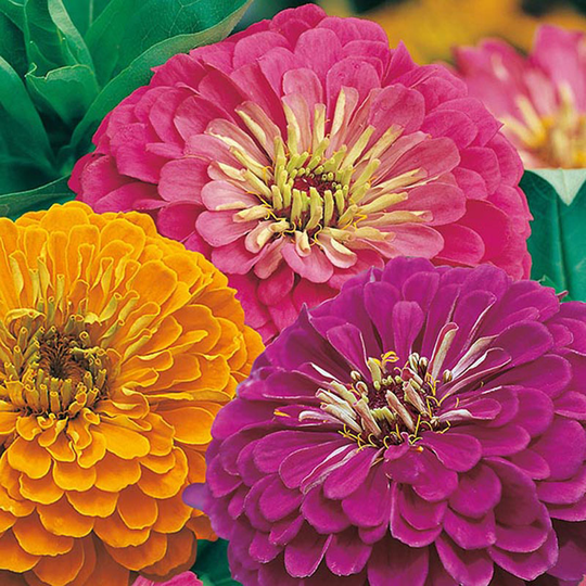 Zinnia 'Jazz'