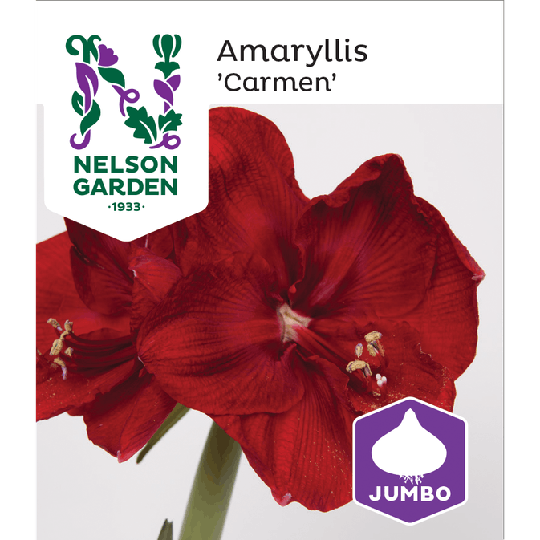 Nelson Garden Amaryllis Jumbo Carmen Mörk Röd