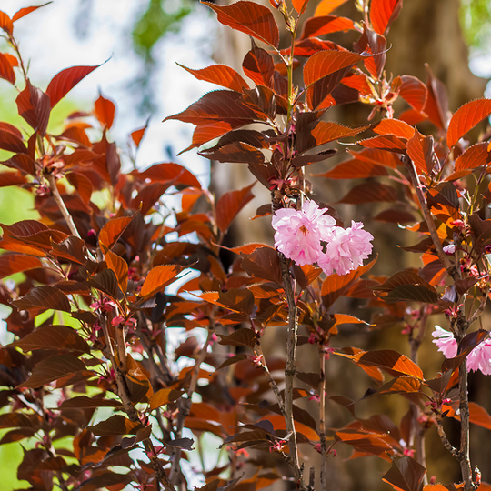 Japanskt prydnadskörsbär 'Royal Burgundy'