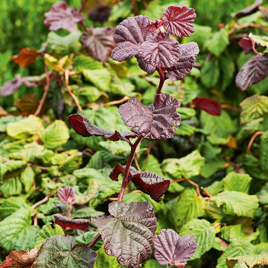 Rödbladig ormhassel 'Red Majestic', 1-pack