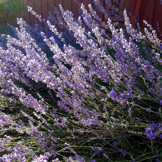Lavendel 'Munstead', 15-pack