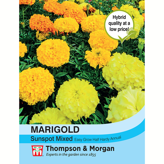 Stor tagetes 'Sunspot Mixed'