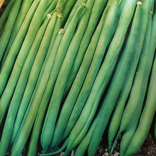 Störbrytböna 'Matilda'