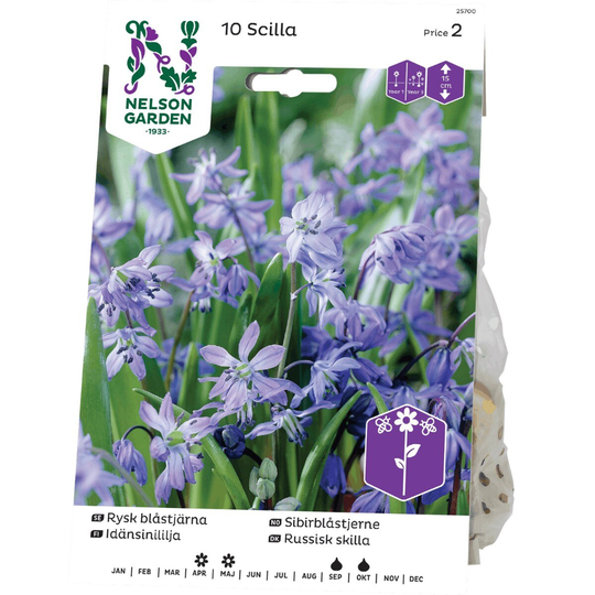 Nelson Garden Blåstjärna Rysk Blå