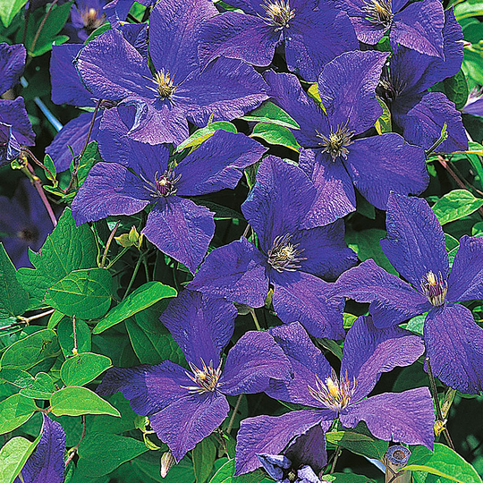 Klematis 'Polish Spirit'