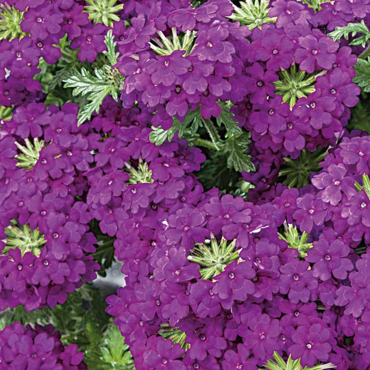 Trädgårdsverbena, Magenta