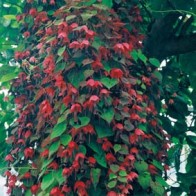 Törnrosas kjortel 'Purple Bell Vine'