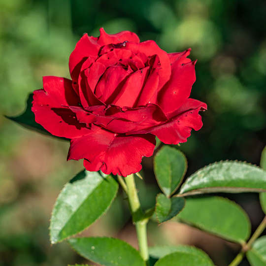 Ros 'Ingrid Bergman', 4L
