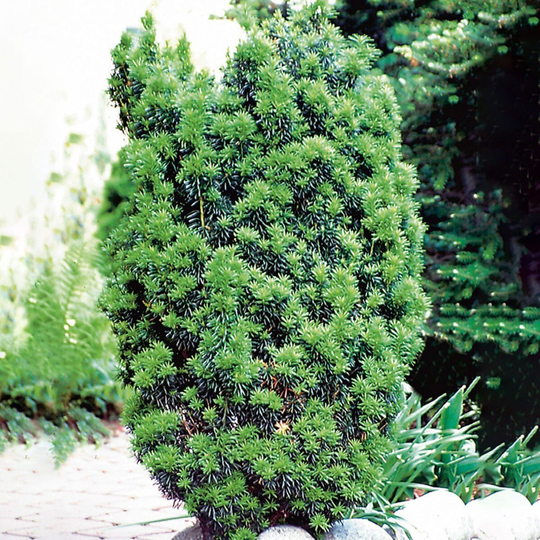 Goliat Hybrididegran Hicksii 50-60 cm, 3-pack