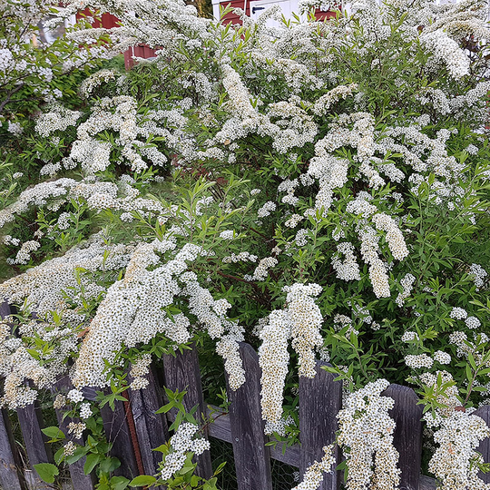 Norsk brudspirea 'Grefsheim' 30-50 cm, 10-pack