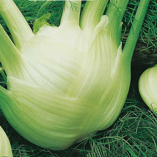 Sötfänkål 'Romanesco', ekologisk