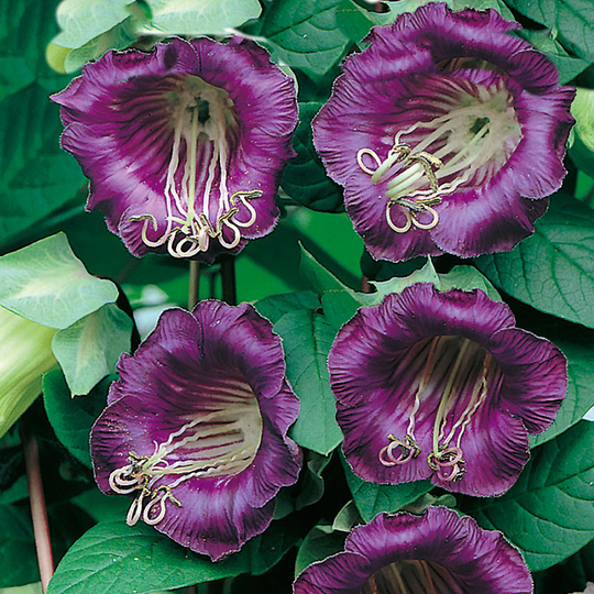 Klockranka 'Cathedral Bells'
