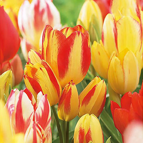 Multifloratulpan, mix