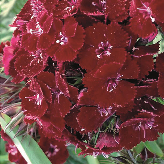Borstnejlika 'Nigricans'