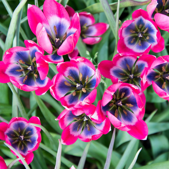 Syrentulpan ’Little Beauty’