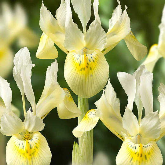 Våriris ’Katharines Gold’