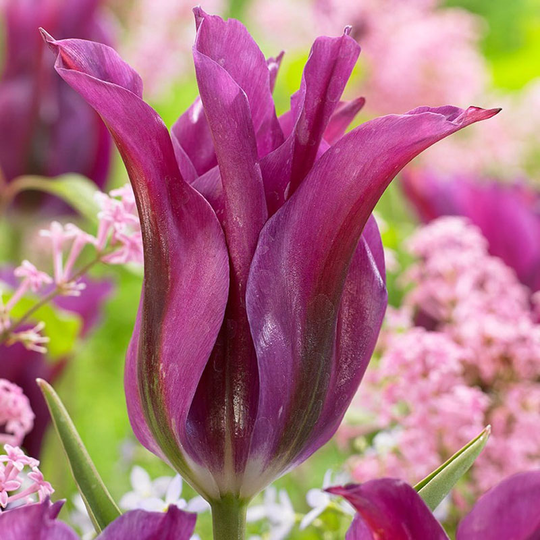 Viridifloratulpan ’Purple Doll’