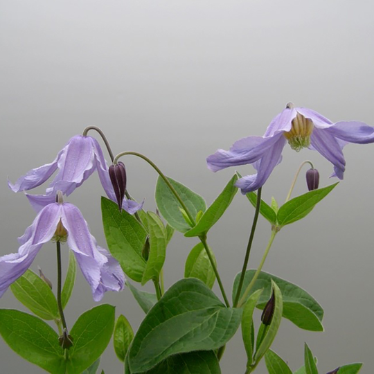 Klematis 'Hedda', E-planta