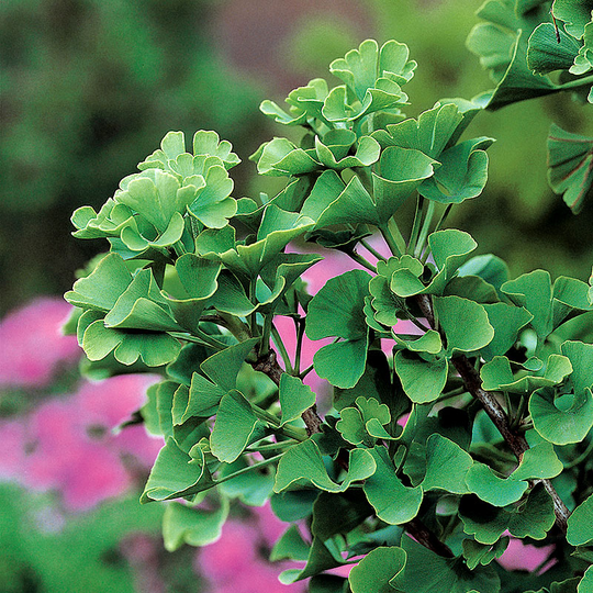 Ginko biloba (Tempelträd)