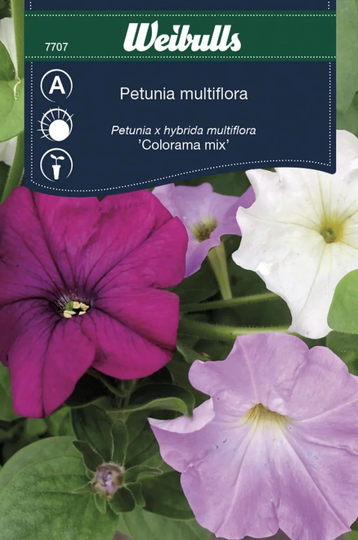 Weibulls Petunia