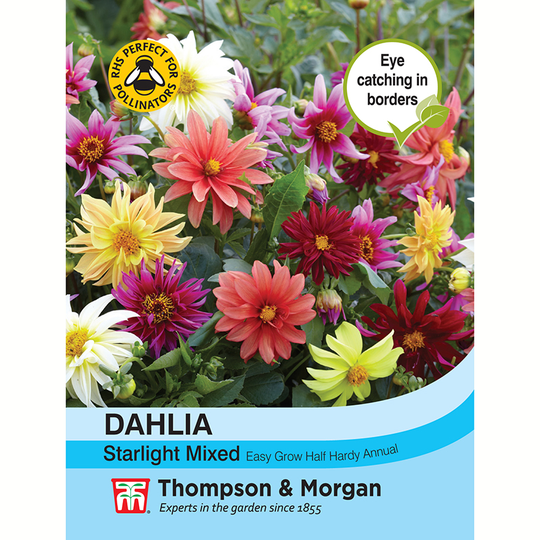 Dahlia 'Starlight Mixed'