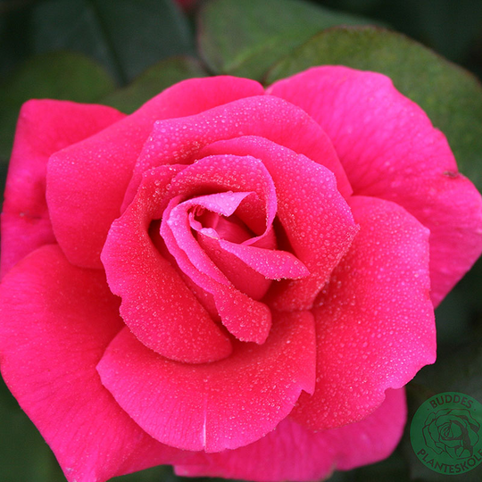 Ros 'Hanne'