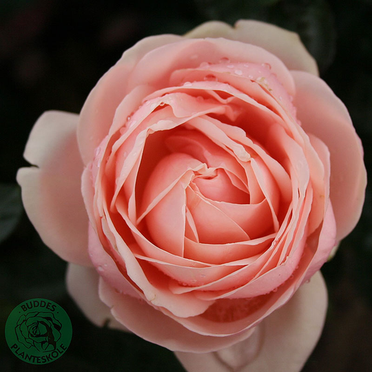 Ros 'Aphrodite'
