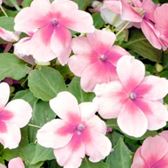 Flitiga Lisa Impreza, pink splash