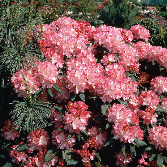 Rhododendron 'Morgonrot'