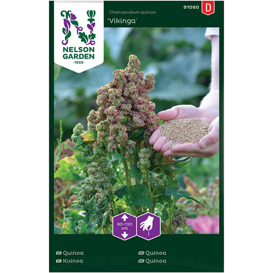 Quinoa 'Vikinga'