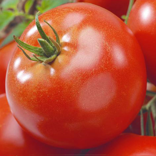 Tomat ’Agilis’ F1