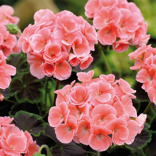 Zonalpelargon 'Nekita Salmon' F1