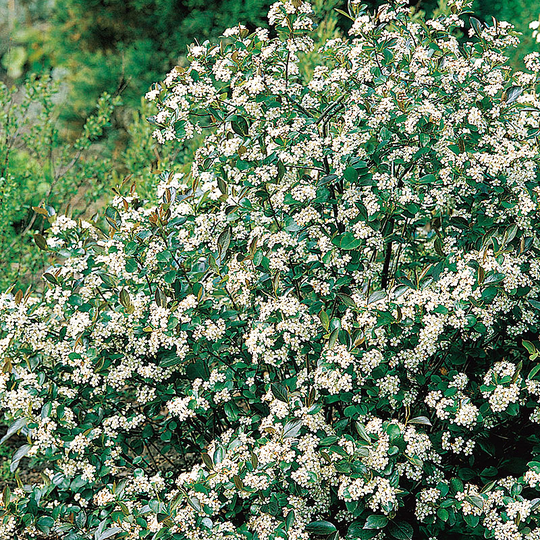 Svartaronia 'Hugin' E, 10-pack