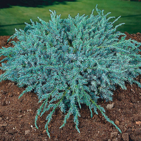 Goliat Himalaya-en Bluestar 20-25 cm, 10-pack