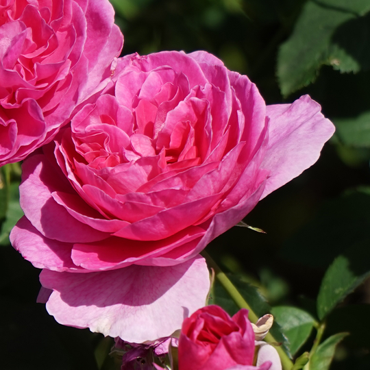 Remontantros 'Selma Dahlberg'