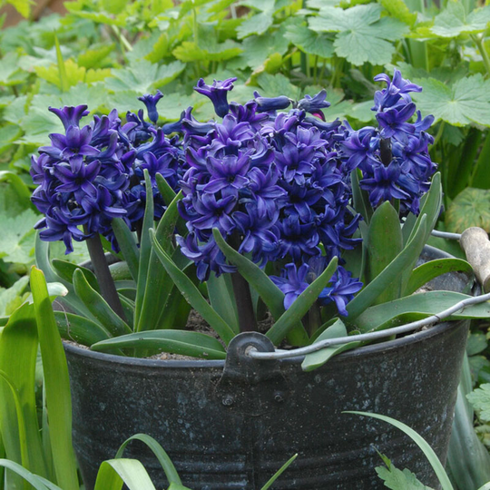 Hyacint 'Springfield'