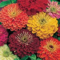 Zinnia, stor dubbel mix