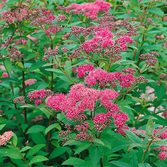 Stor Rosenspirea 30-50 cm, 10-pack