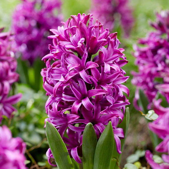 Hyacint 'Purple Sensation'