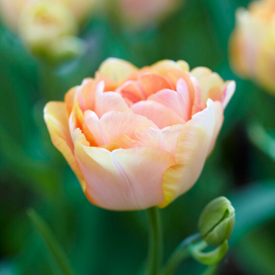 Tulpan 'Charming Beauty’