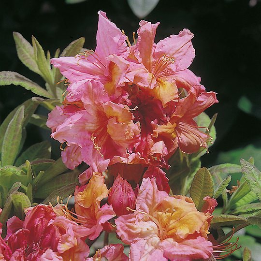 Trädgårdsazalea 'Knaphill Berryrose'