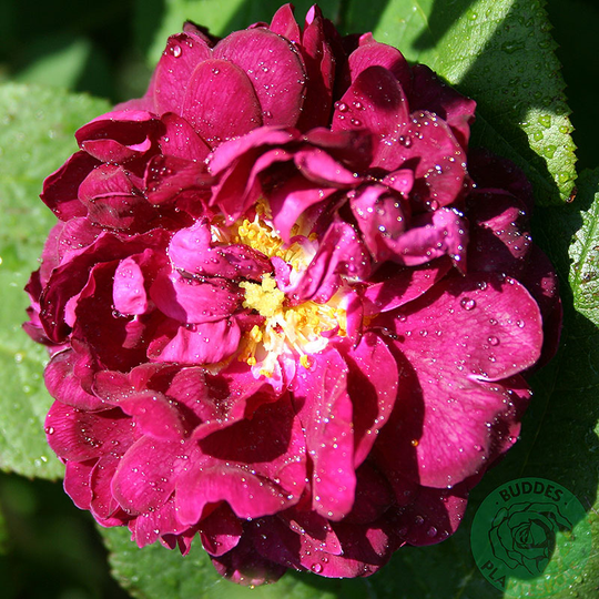 Ros 'Tuscany superb'