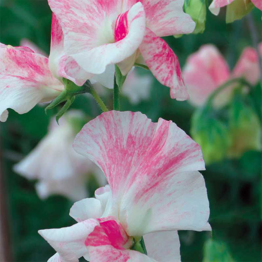 Luktärt 'Mayflowers 400'