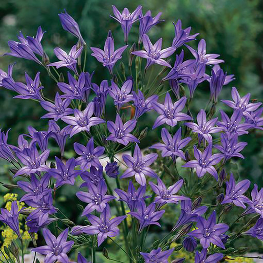 Bukettlilja ’Queen Fabiola’