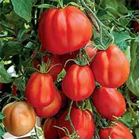 Bifftomat 'Corazon' F1