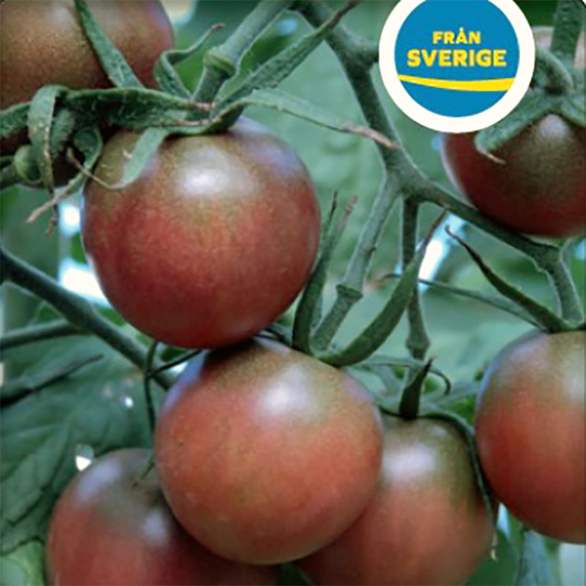 Tomatplanta Körsbärstomat 'Black Cherry'