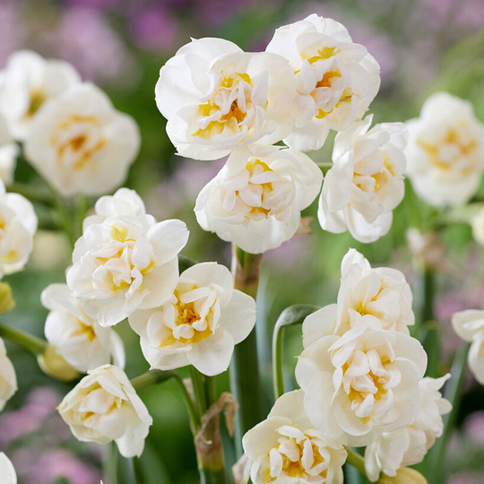 Narciss 'Fragrant Jewel'